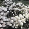 mushrooms pictures
