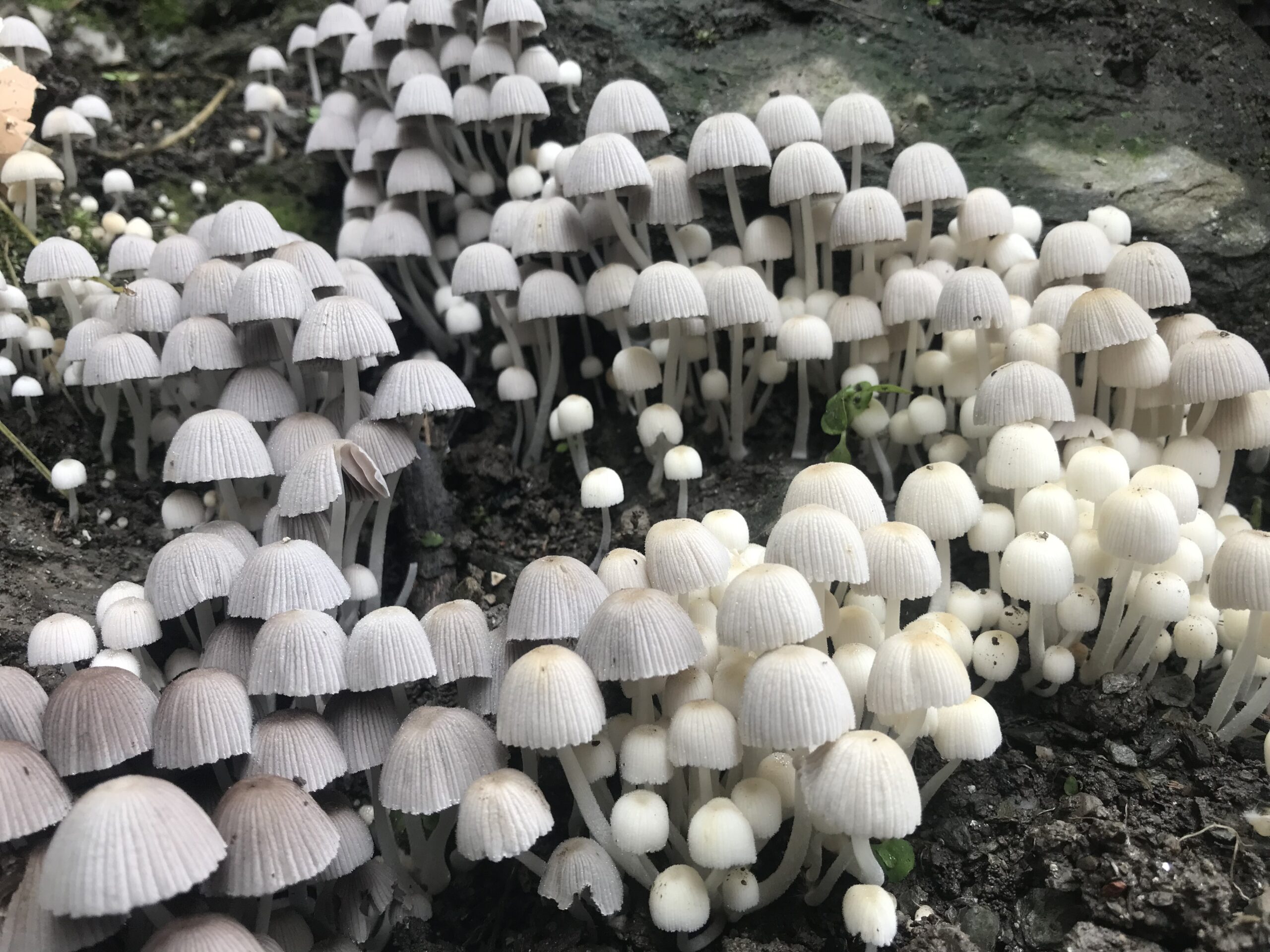mushrooms pictures