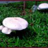 mushrooms poem