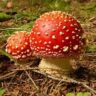 mushrooms poisonous