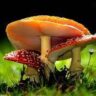 mushrooms poisonous to dogs