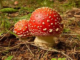 mushrooms poisonous