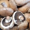 mushrooms portobello