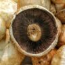 mushrooms protein