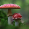 mushrooms red