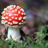 mushrooms red and white