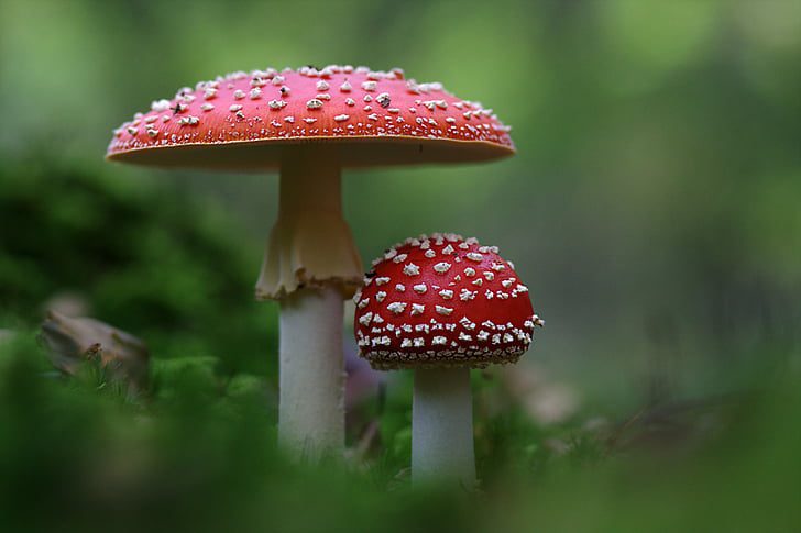 mushrooms red