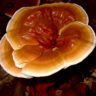 mushrooms reishi