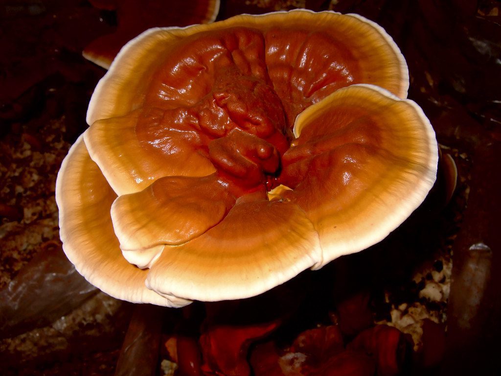 mushrooms reishi