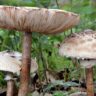 mushrooms varieties