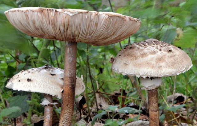 mushrooms varieties