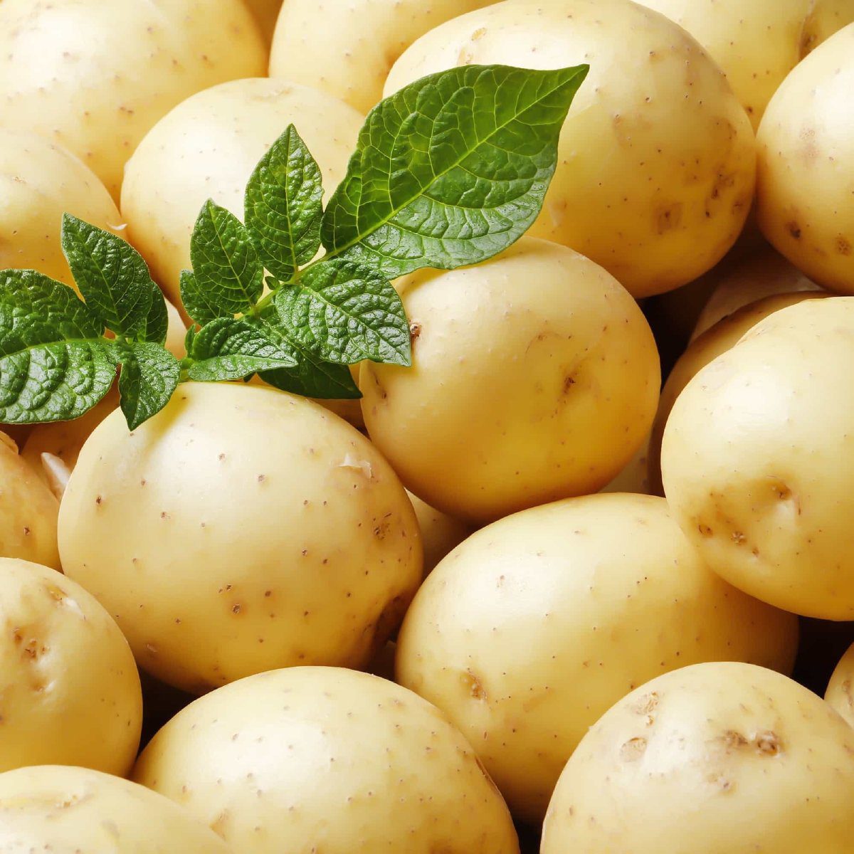 potatoes carbs