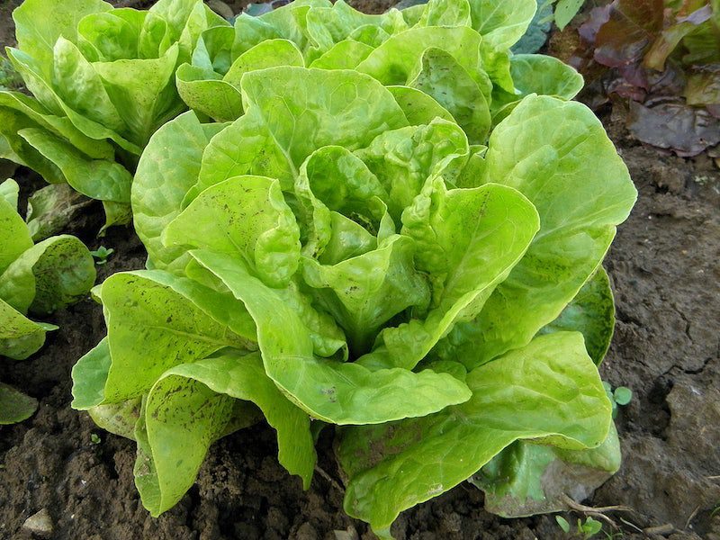potatoes companion plants