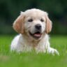 potatoes good for dogs