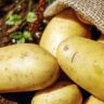 potatoes growing
