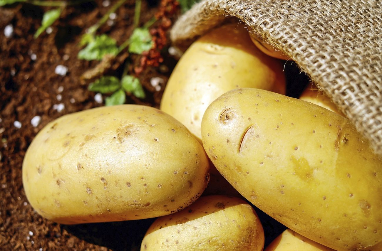 potatoes growing