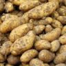 potatoes how long to grow