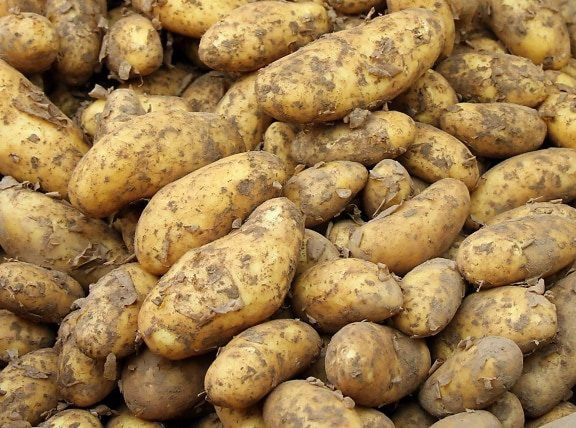potatoes how long to grow