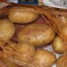 potatoes kennebec