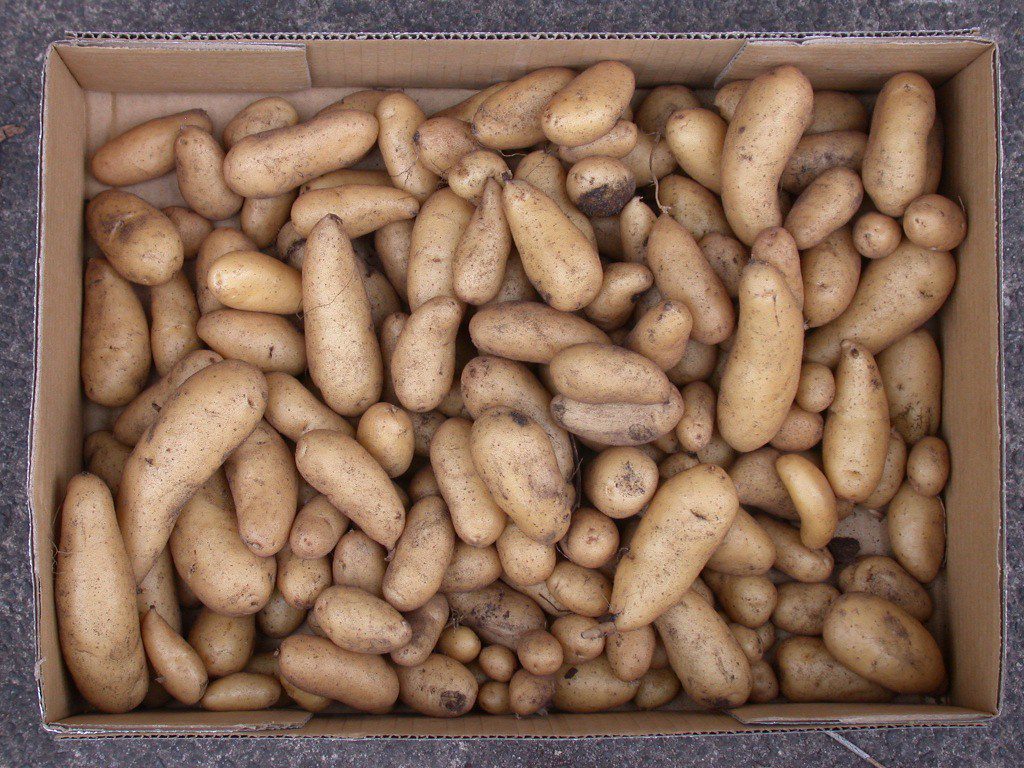 potatoes kipfler