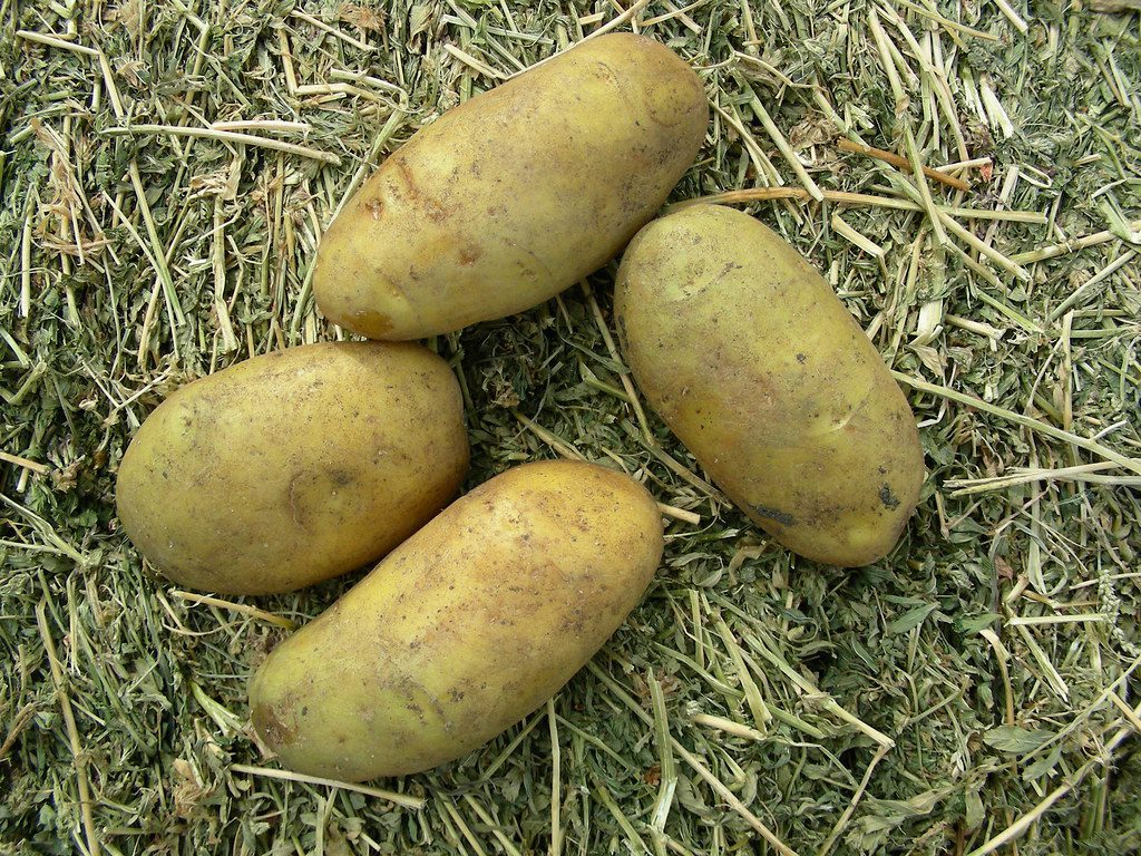 potatoes nicola
