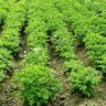 potatoes planting