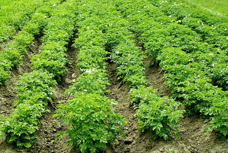 potatoes planting