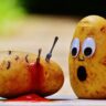 potatoes poisonous