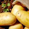 potatoes protein