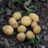 potatoes ready to harvest