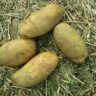 potatoes seeds