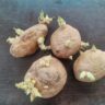 potatoes sprouting