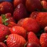 strawberries are not berries