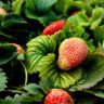 strawberries companion plants