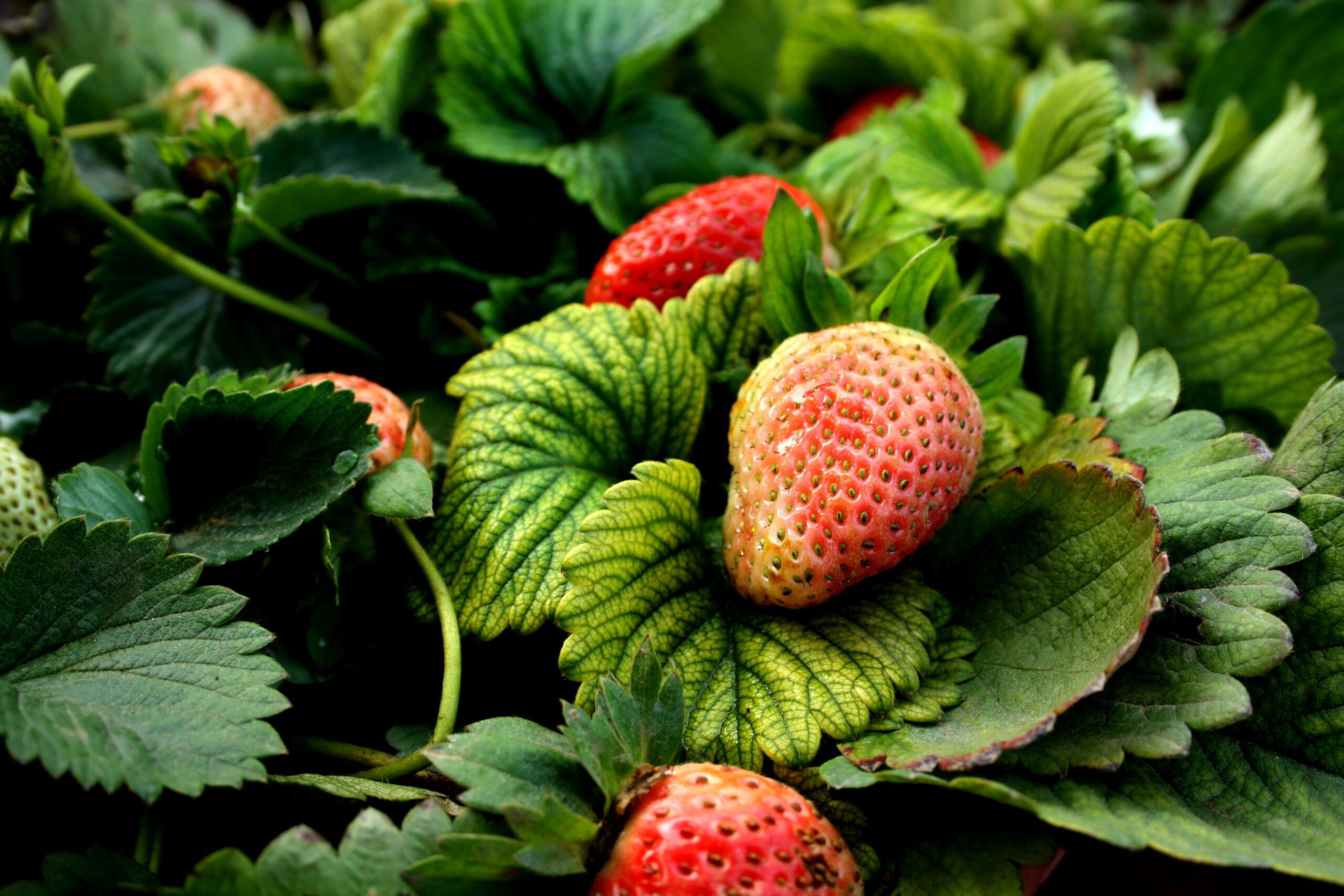 strawberries companion plants