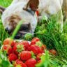 strawberries dogs