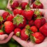 strawberries farm