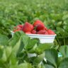 strawberries fields