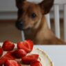 strawberries for dogs