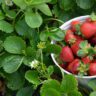 strawberries from seed