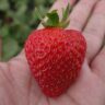 strawberries good for dogs