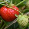 strawberries growing