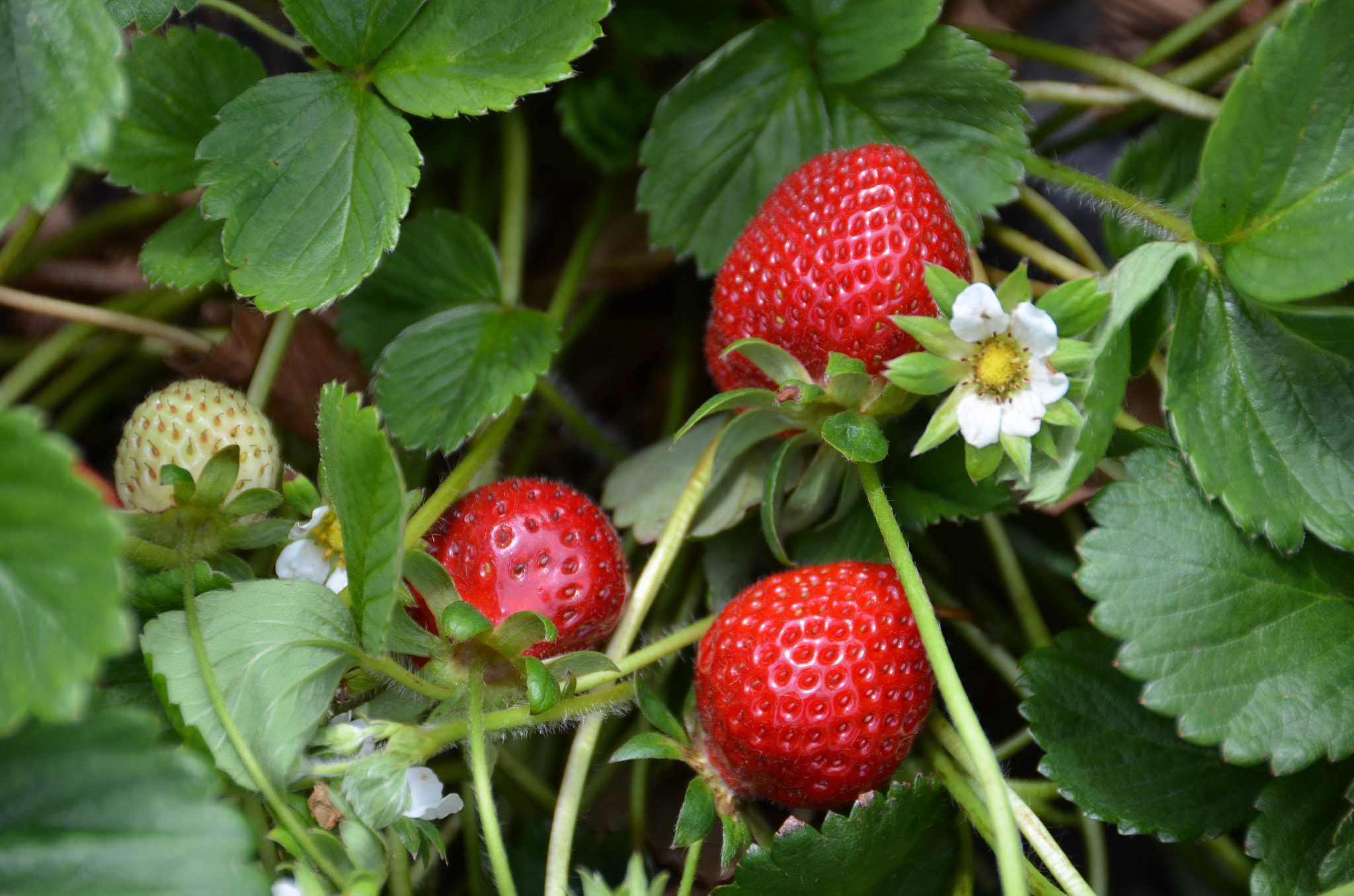 strawberries growing conditions