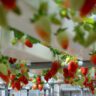 strawberries hydroponics