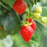 strawberries in pots