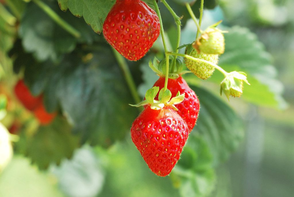 strawberries in pots