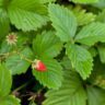 strawberries leaves