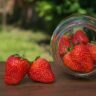 strawberries life cycle