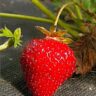 strawberries needles