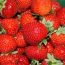Strawberries Perth